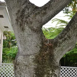 thumbnail for publication: Ceiba speciosa 'Los Angeles Beautiful': 'Los Angeles Beautiful' Silk-Floss Tree